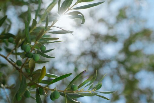 Green branches with olives and leaves against sunshine. Photo by Maria Orlova