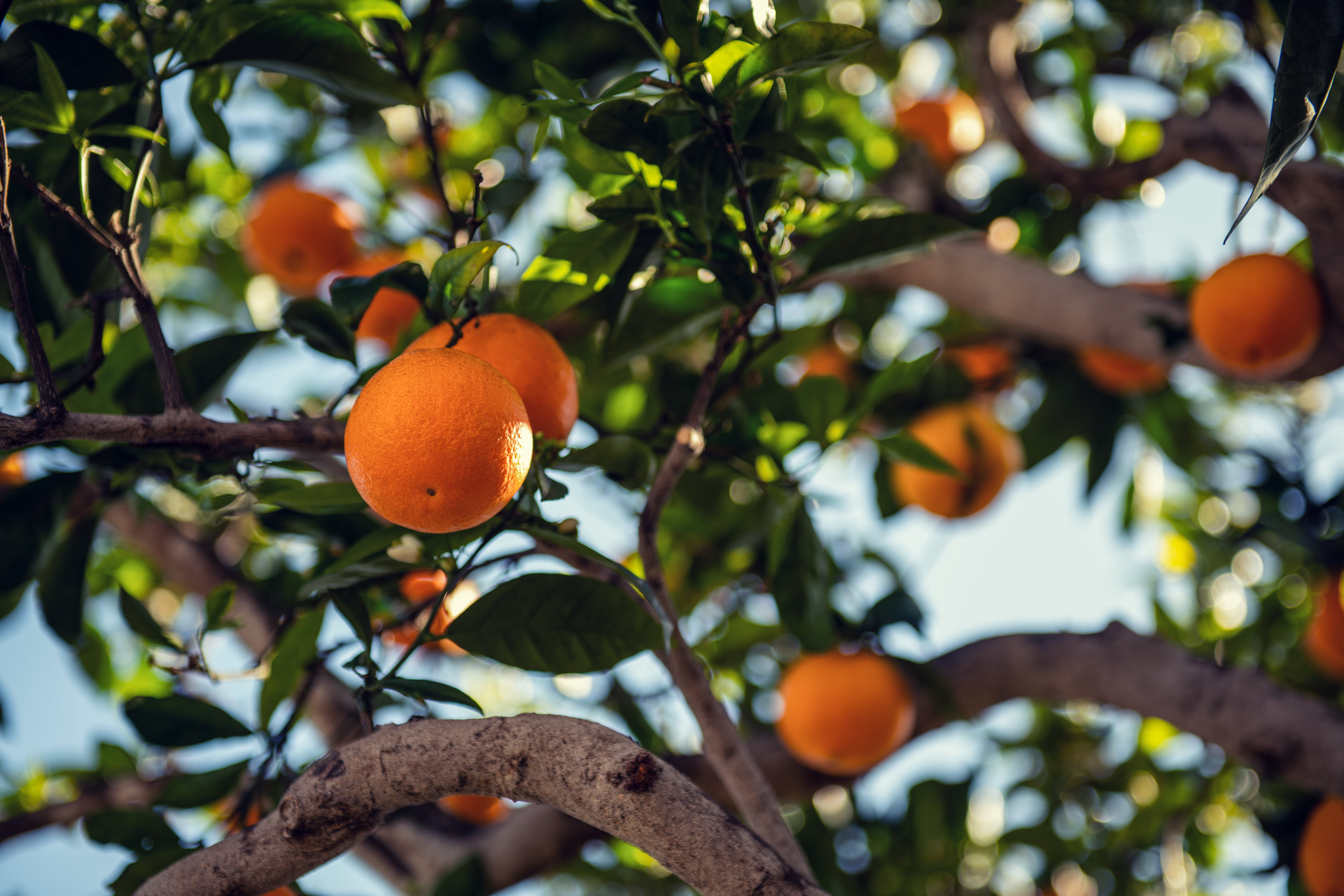 Orange fruit on tree. Image by Tim Mossholder